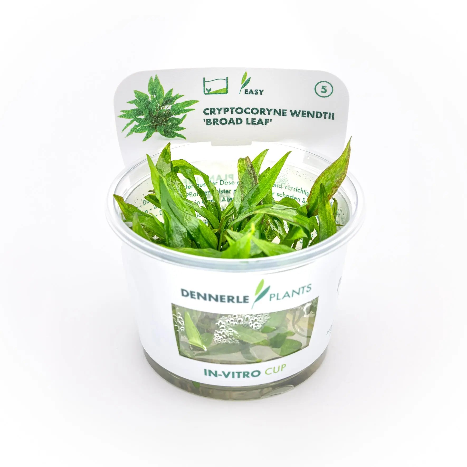Cryptocoryne wendtii 'Broad Leaf' CUP / Dennerle-Plants AquaTimo