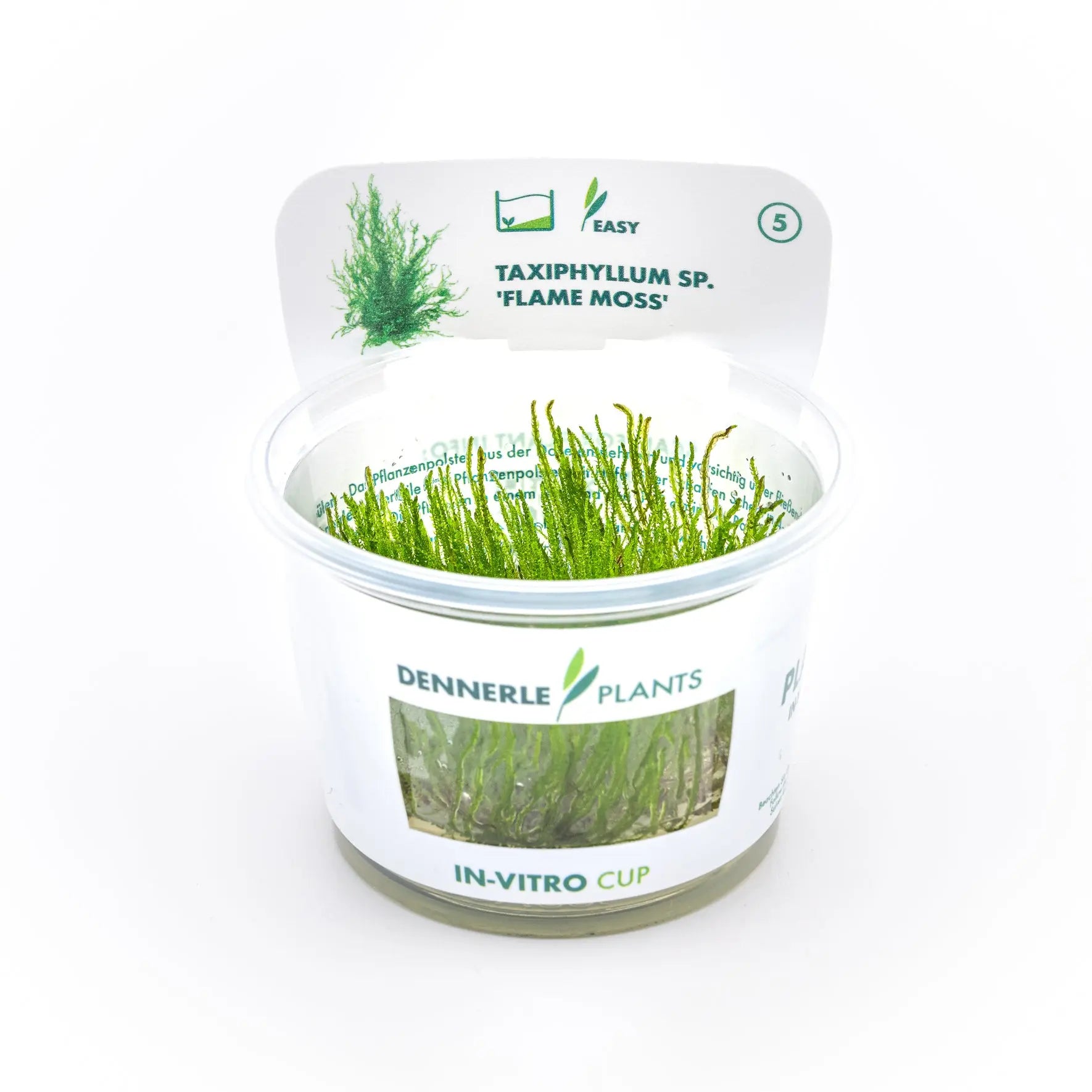 Taxiphyllum sp. 'Flammenmoos' CUP / Dennerle-Plants AquaTimo