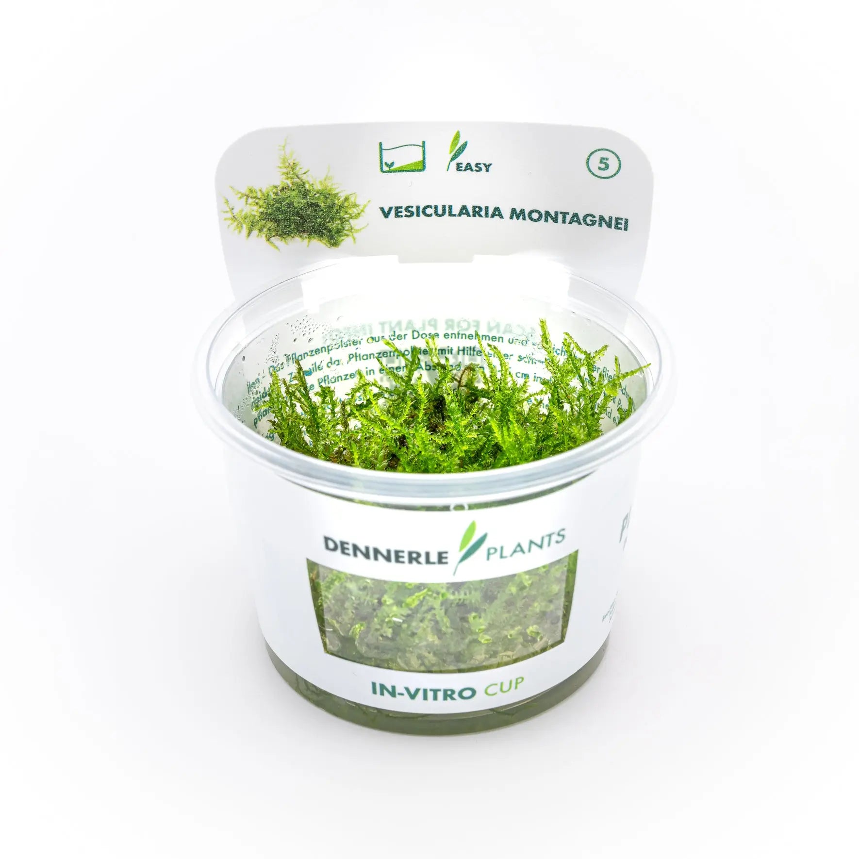 Vesicularia montagnei CUP / Dennerle-Plants AquaTimo