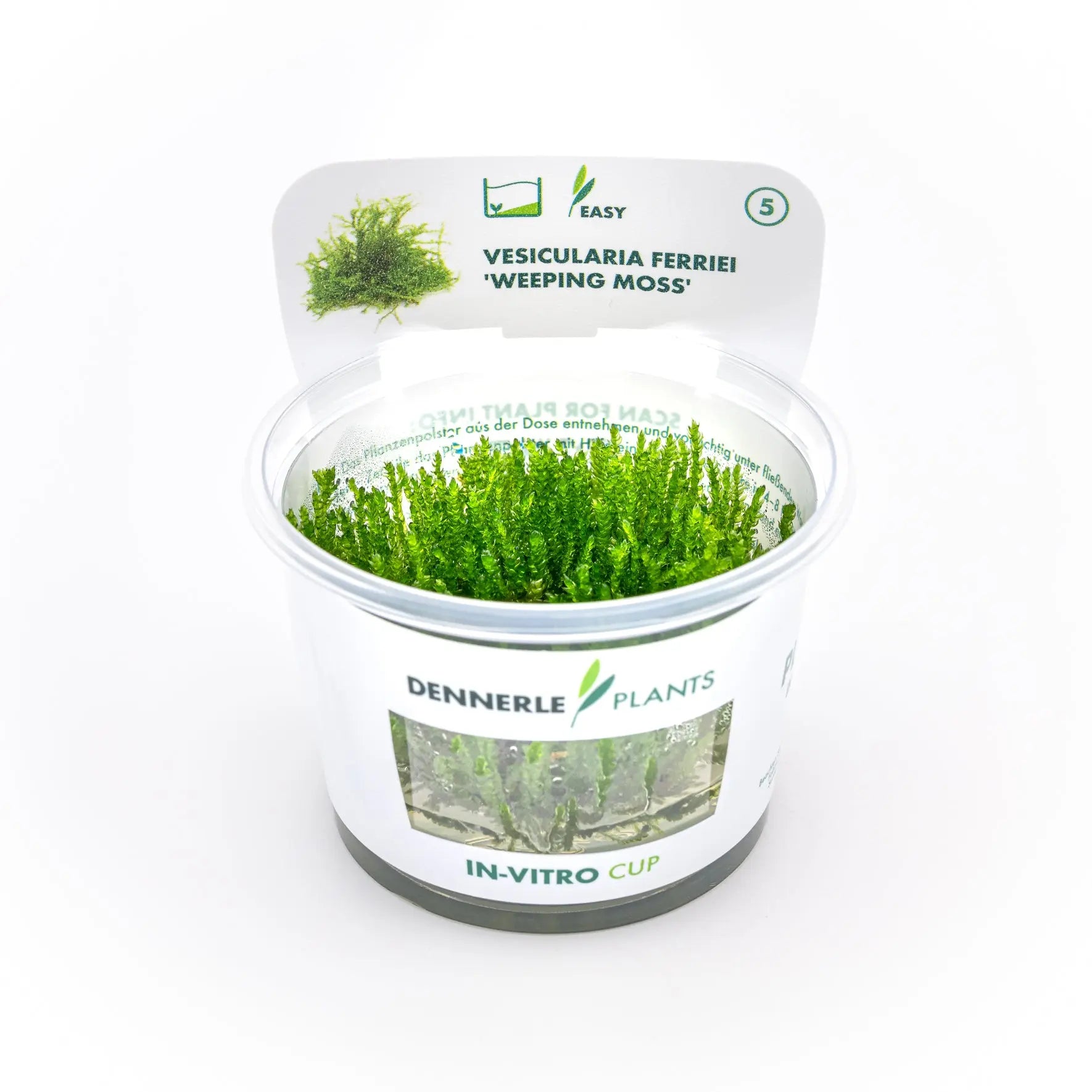 Vesicularia ferriei CUP / Dennerle-Plants AquaTimo