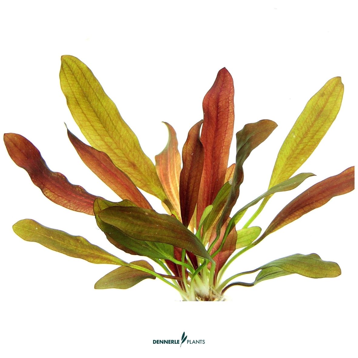 Echinodorus 'Red Chamäleon' / Dennerle-Plants