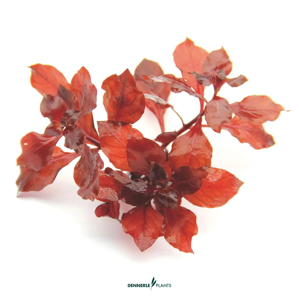 Ludwigia sp. 'Super Red' / Dennerle-Plants AquaTimo