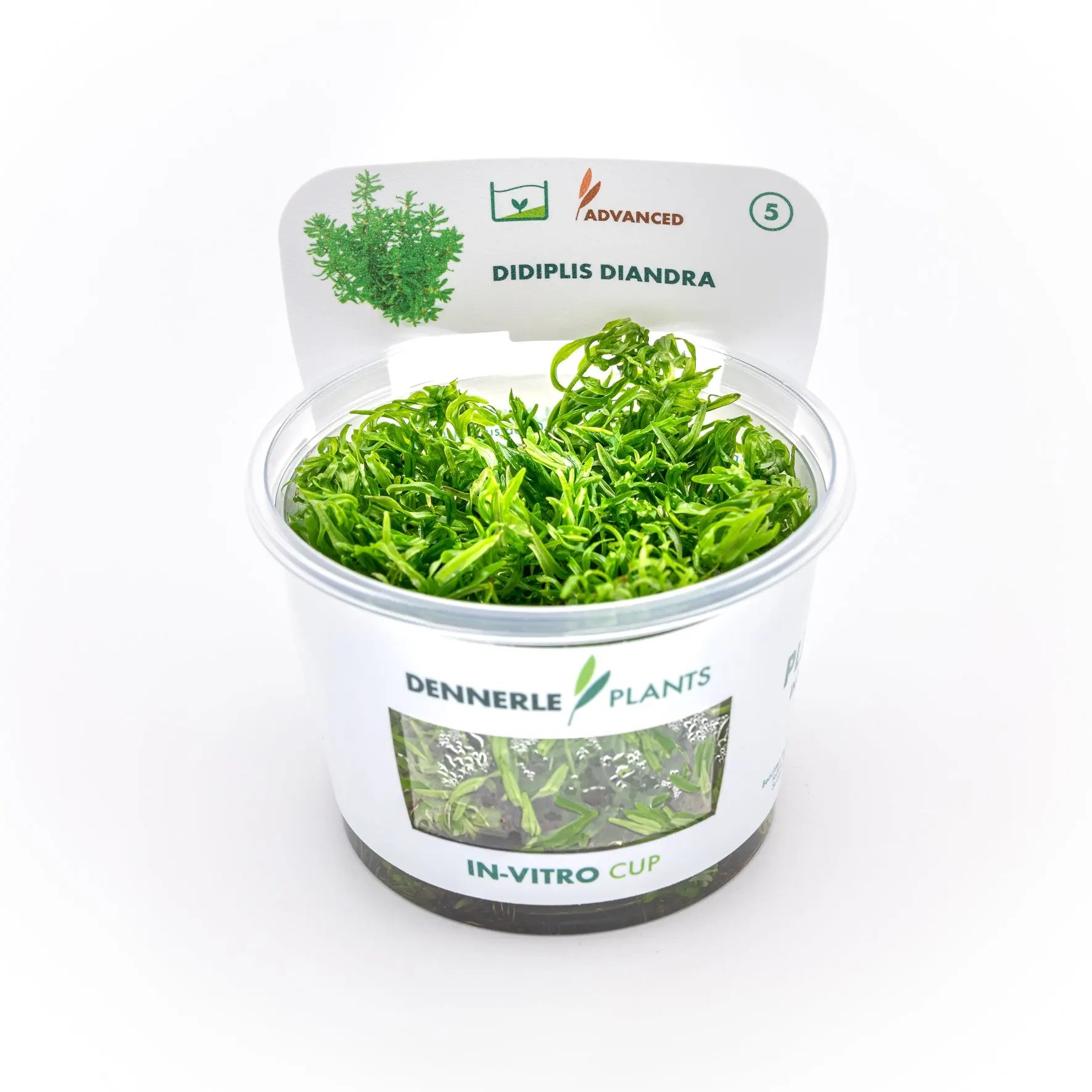 Didiplis diandra CUP / Dennerle-Plants AquaTimo