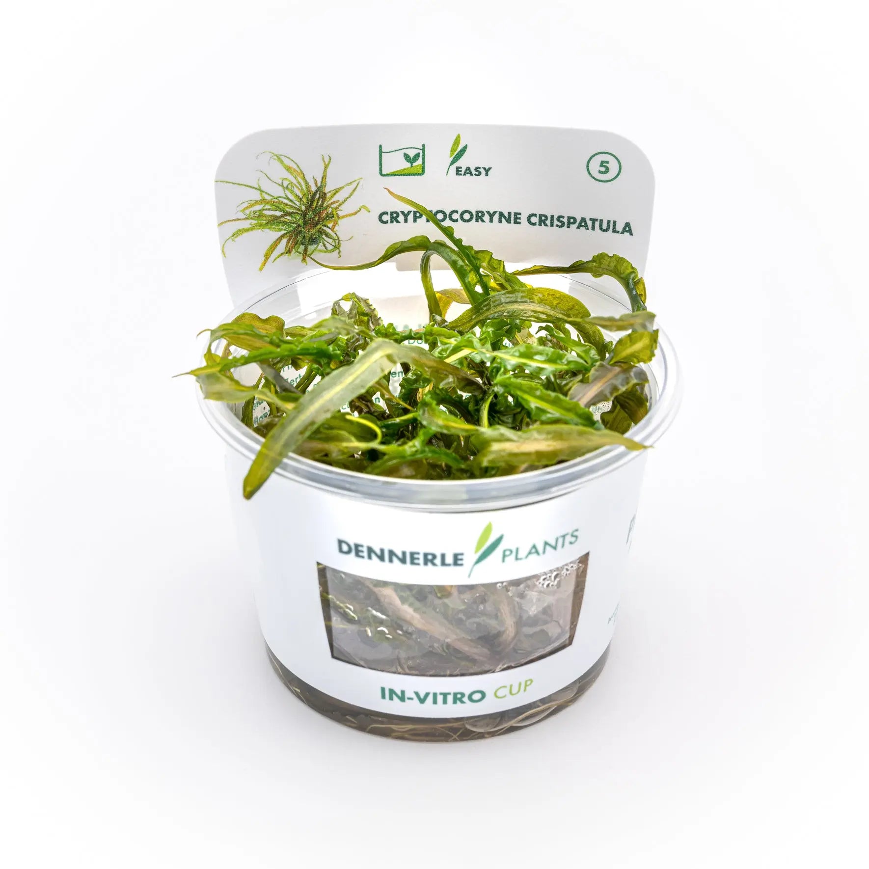 Cryptocoryne crispatula CUP / Dennerle-Plants AquaTimo
