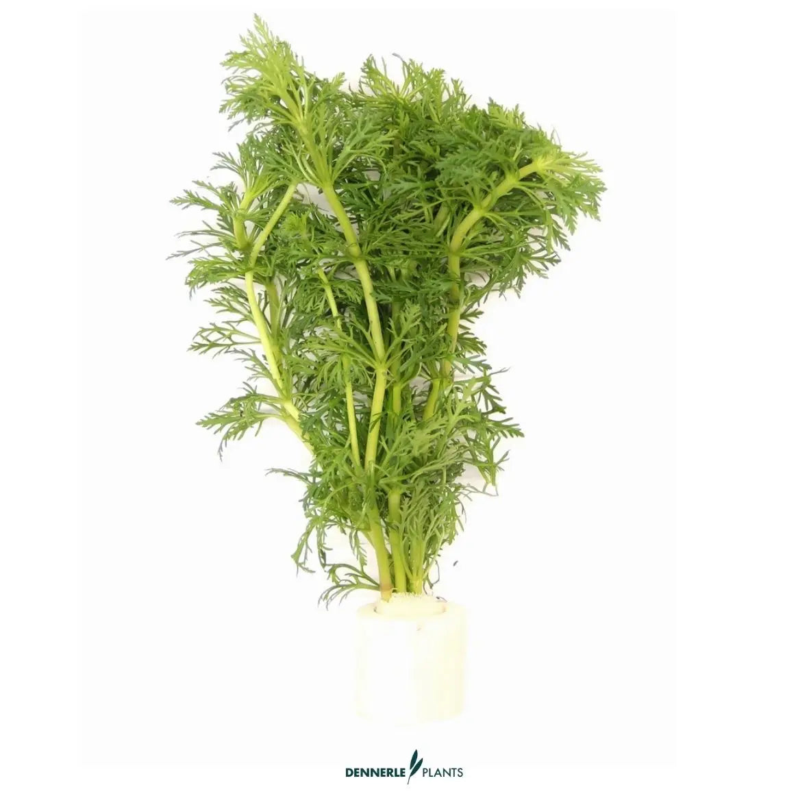 5 mal - Limnophila sessiliflora TR / Dennerle-Plants AquaTimo