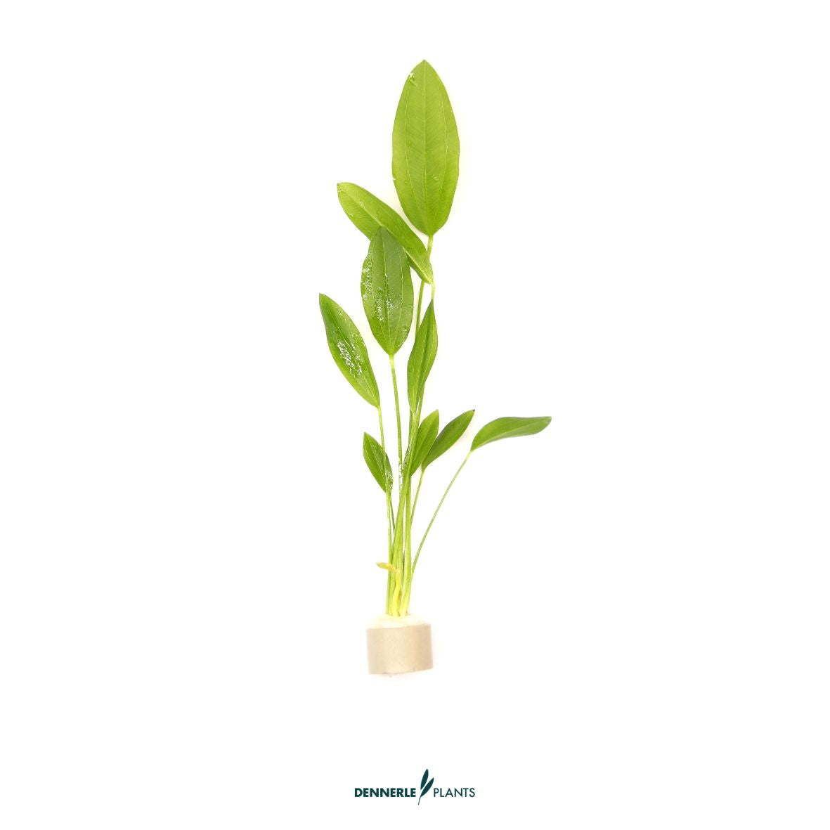 5 mal - Echinodorus argentinensis TR / Dennerle-Plants