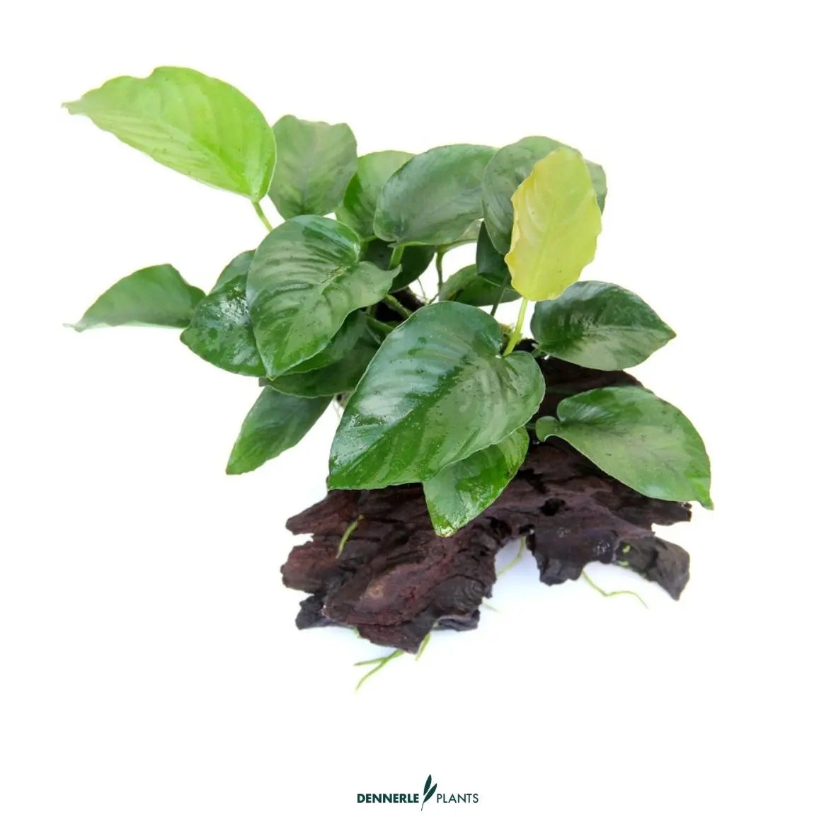 Anubias barteri auf Naturwurzel / Dennerle-Plants AquaTimo