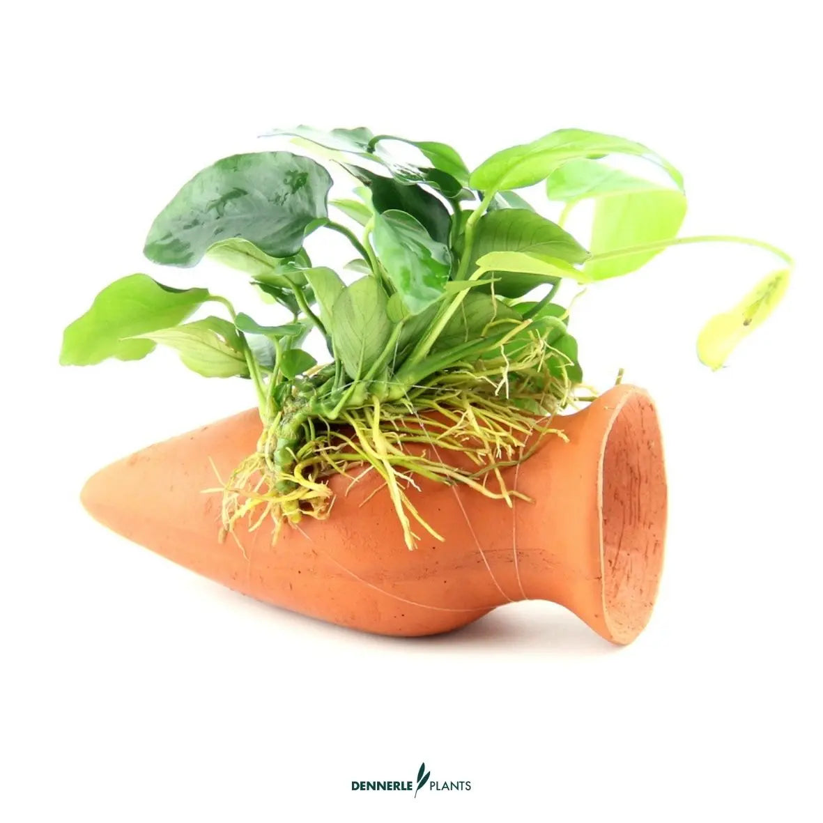 Anubias nana auf Wels-Amphore / Dennerle-Plants AquaTimo