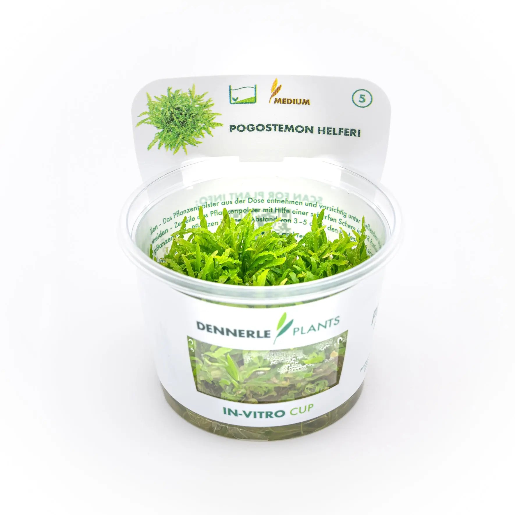 Pogostemon helferi / Dennerle-Plants AquaTimo