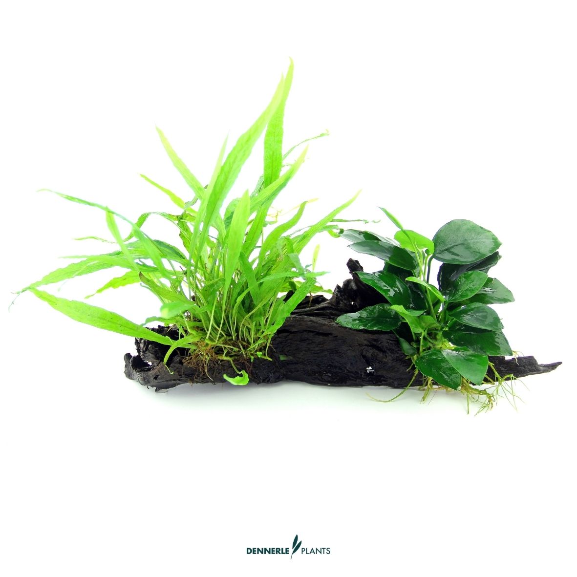 Anubias bart. var. nana mit Microsorum auf Wurzel / Dennerle-Plants