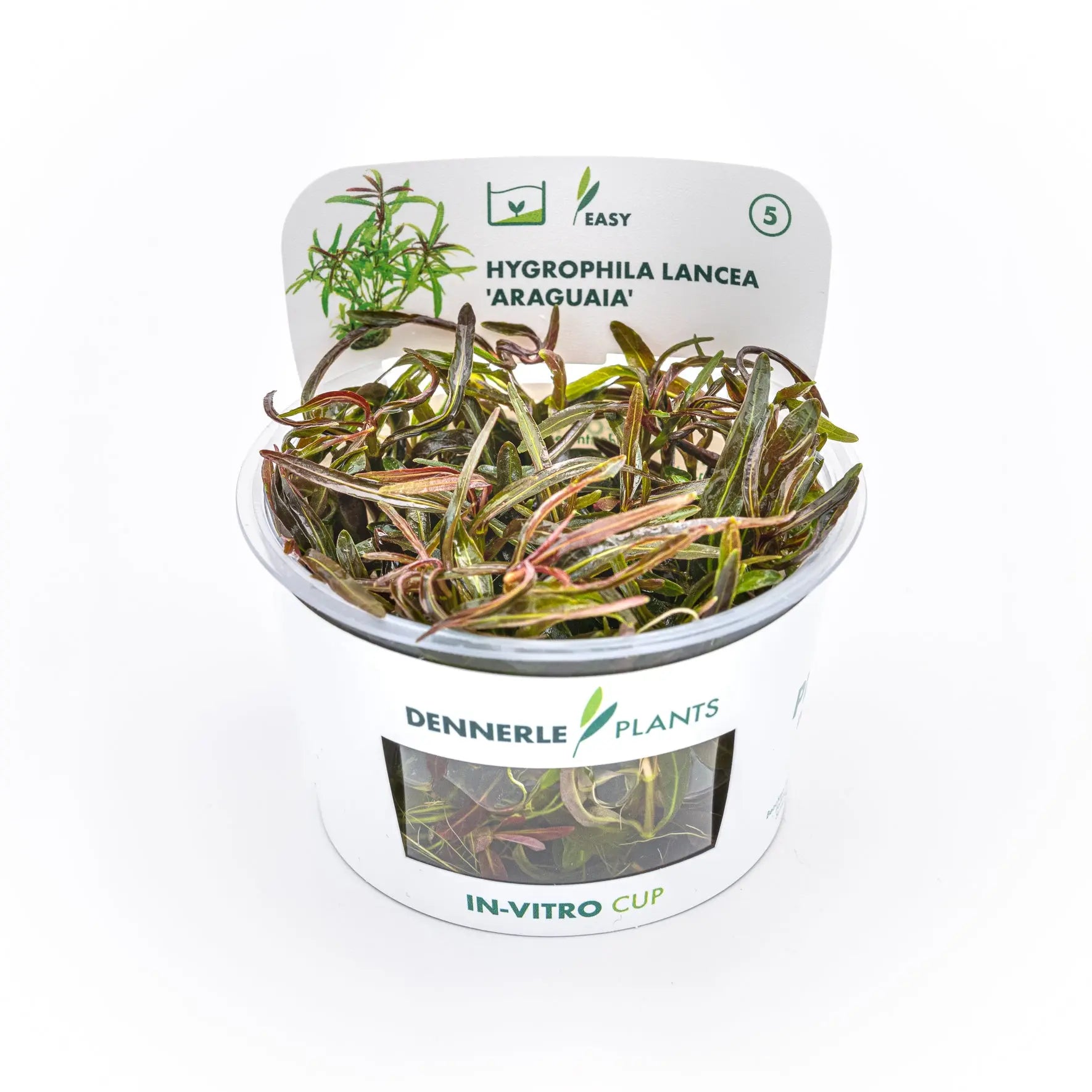 Hygrophila lancea 'Araguaia' CUP / Dennerle-Plants AquaTimo