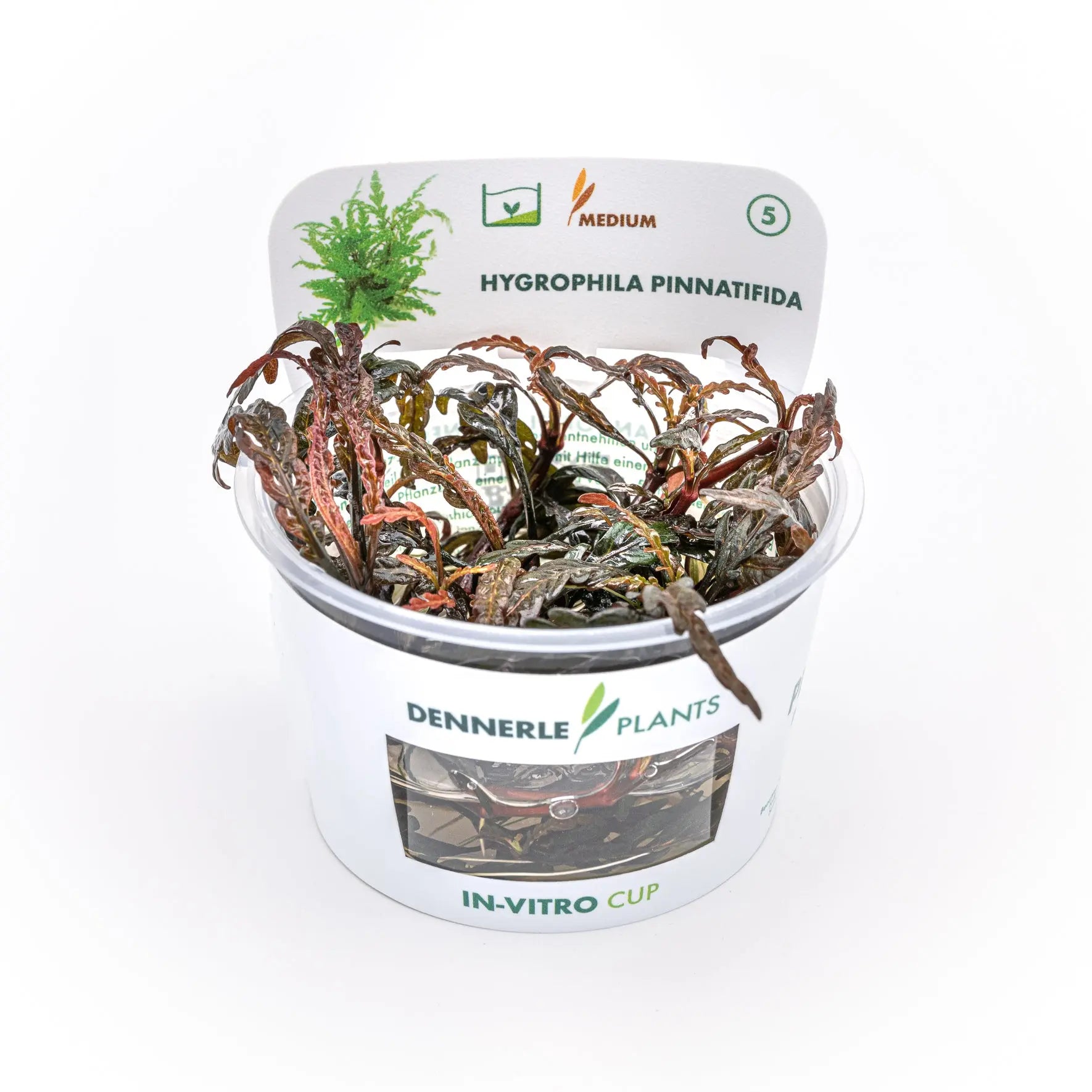 Hygrophila pinnatifida / Dennerle-Plants AquaTimo