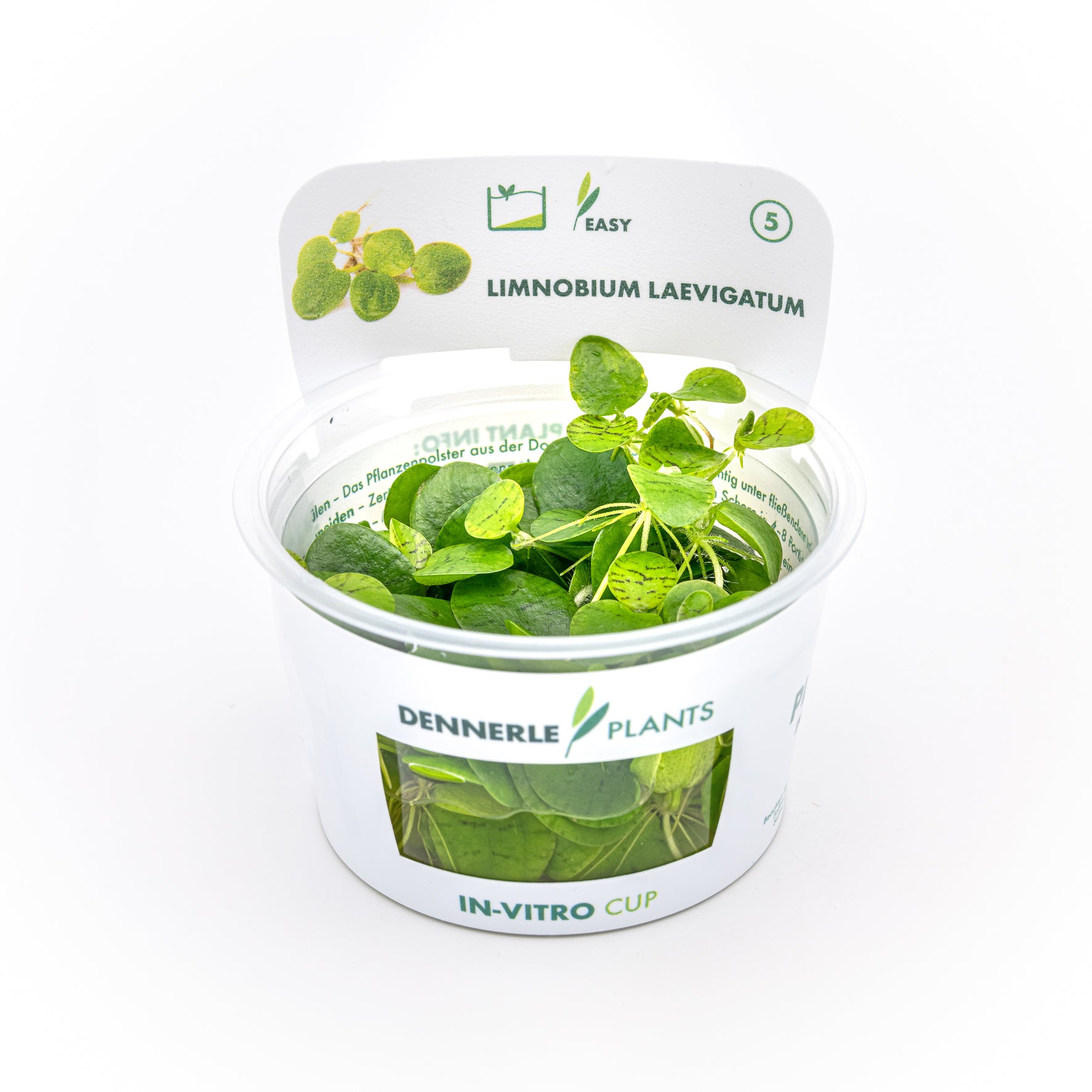 Limnobium laevigatum CUP / Dennerle-Plants