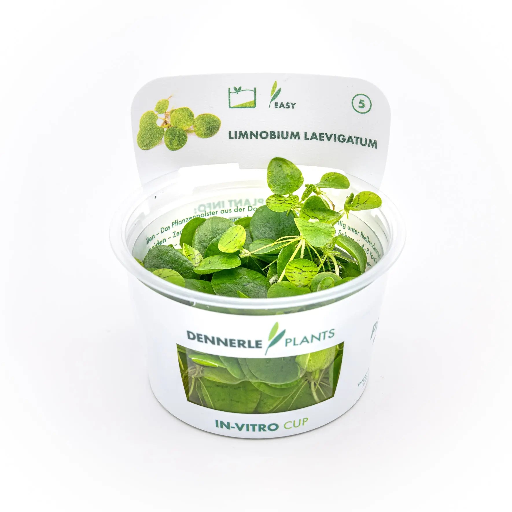 Limnobium laevigatum CUP / Dennerle-Plants AquaTimo