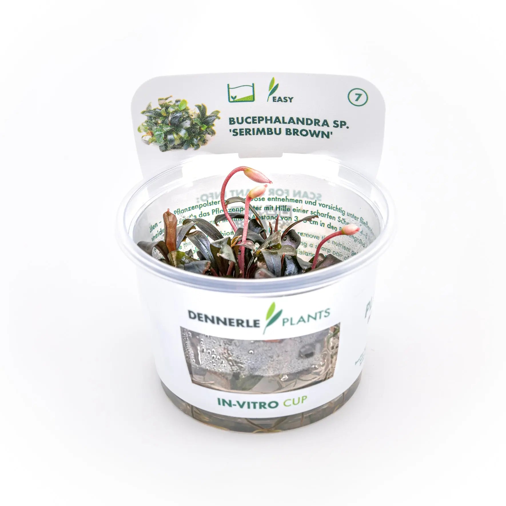 Bucephalandra sp. ´Serimbu Brown´ CUP / Dennerle-Plants AquaTimo