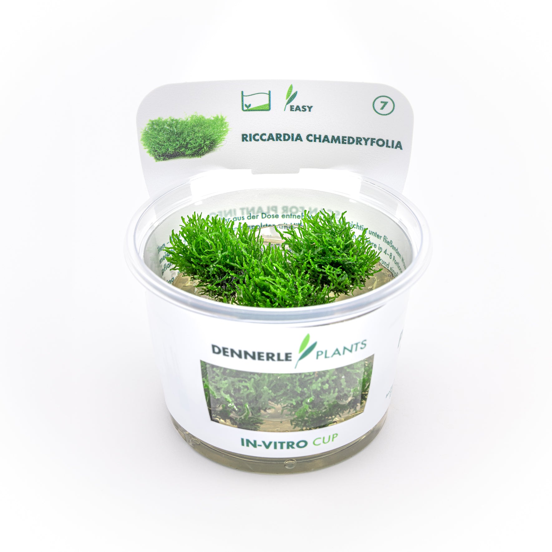 Riccardia chamedryfolia CUP / Dennerle-Plants