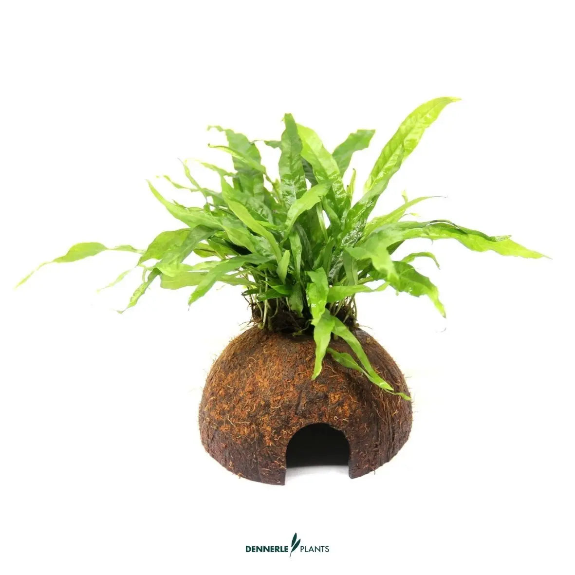 Microsorum pteropus auf Coco Cave / Dennerle-Plants AquaTimo
