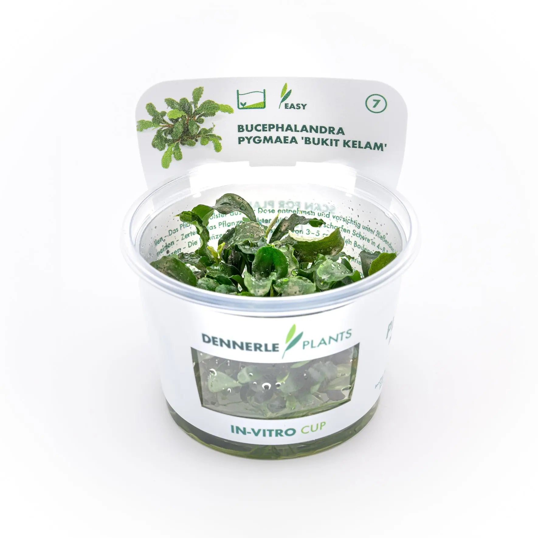 Bucephalandra pygmaea 'Bukit Kelam' / Dennerle-Plants AquaTimo