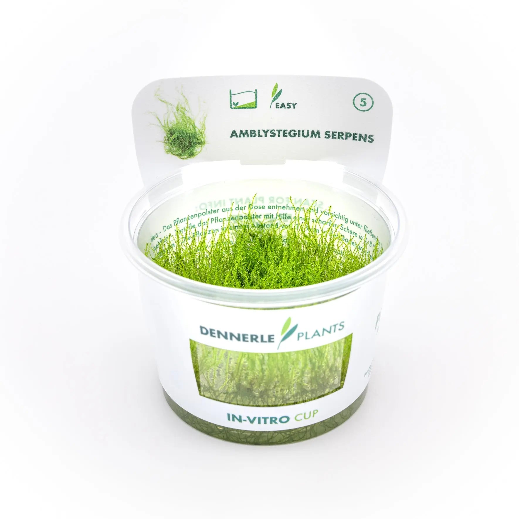 Amblystegium serpens CUP / Dennerle-Plants AquaTimo