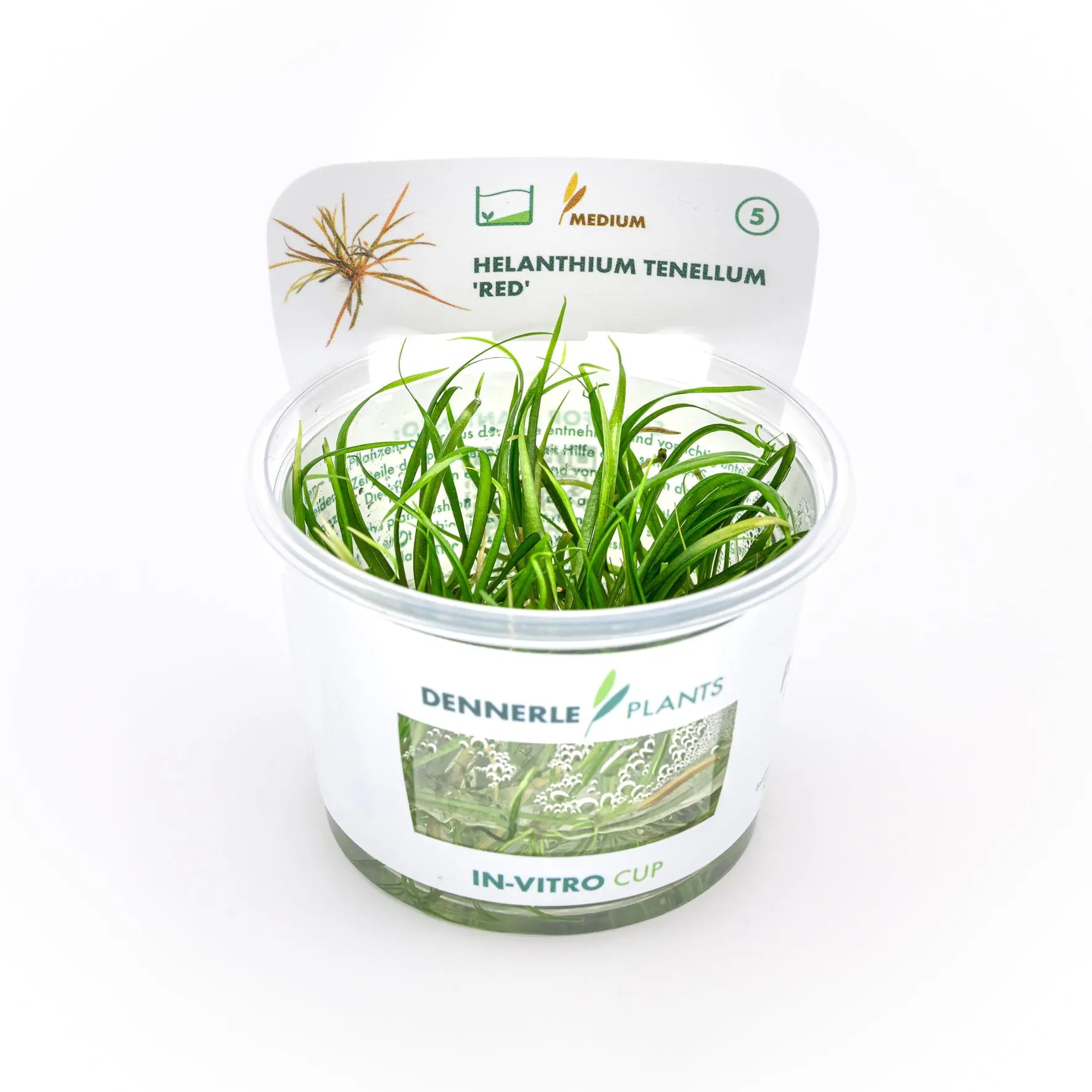 Helanthium tenellum ´Red´ CUP / Dennerle-Plants AquaTimo