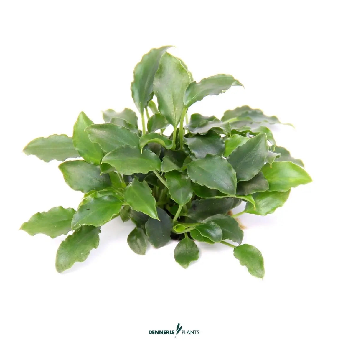 Schismatoglottis prietoi / Dennerle-Plants AquaTimo