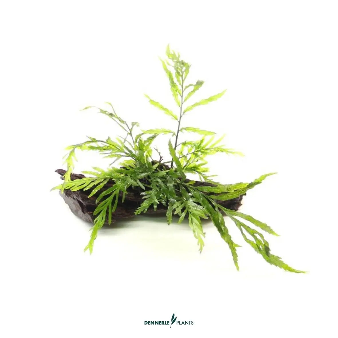 Bolbitis heudelotii auf Naturwurzel / Dennerle-Plants AquaTimo