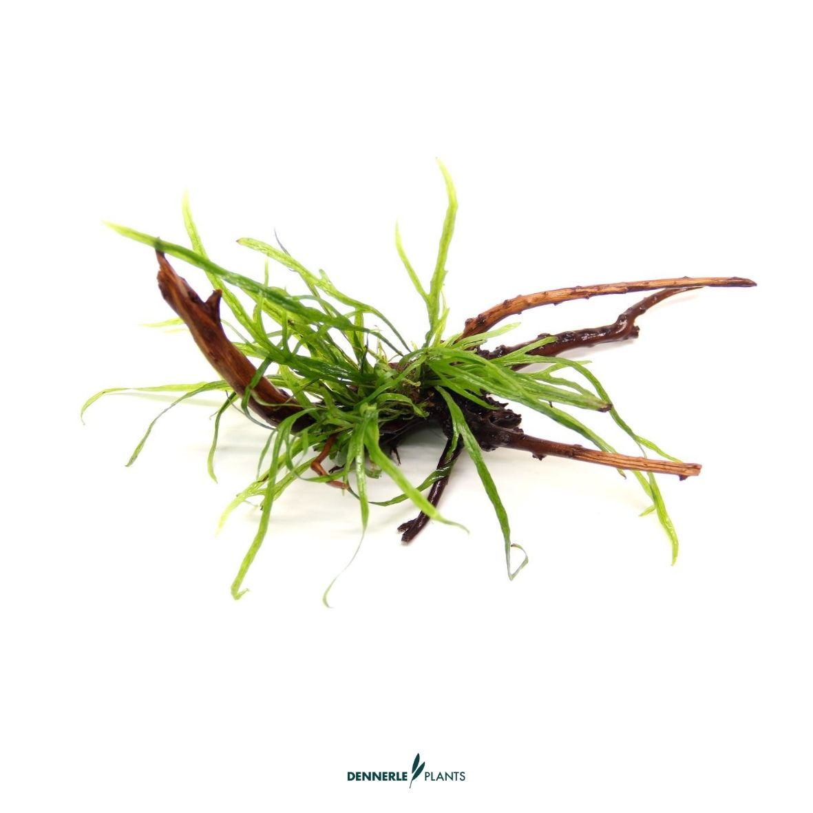 Microsorum pteropus 'Trident' auf Spiderwood / Dennerle-Plants