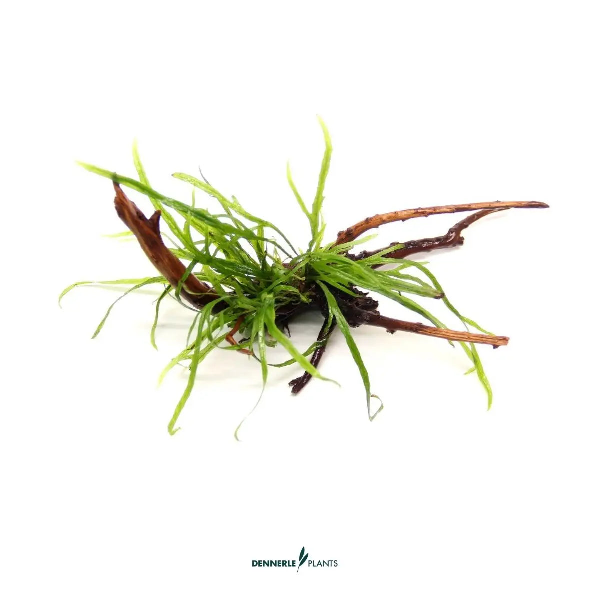Microsorum pteropus 'Trident' auf Spiderwood / Dennerle-Plants AquaTimo