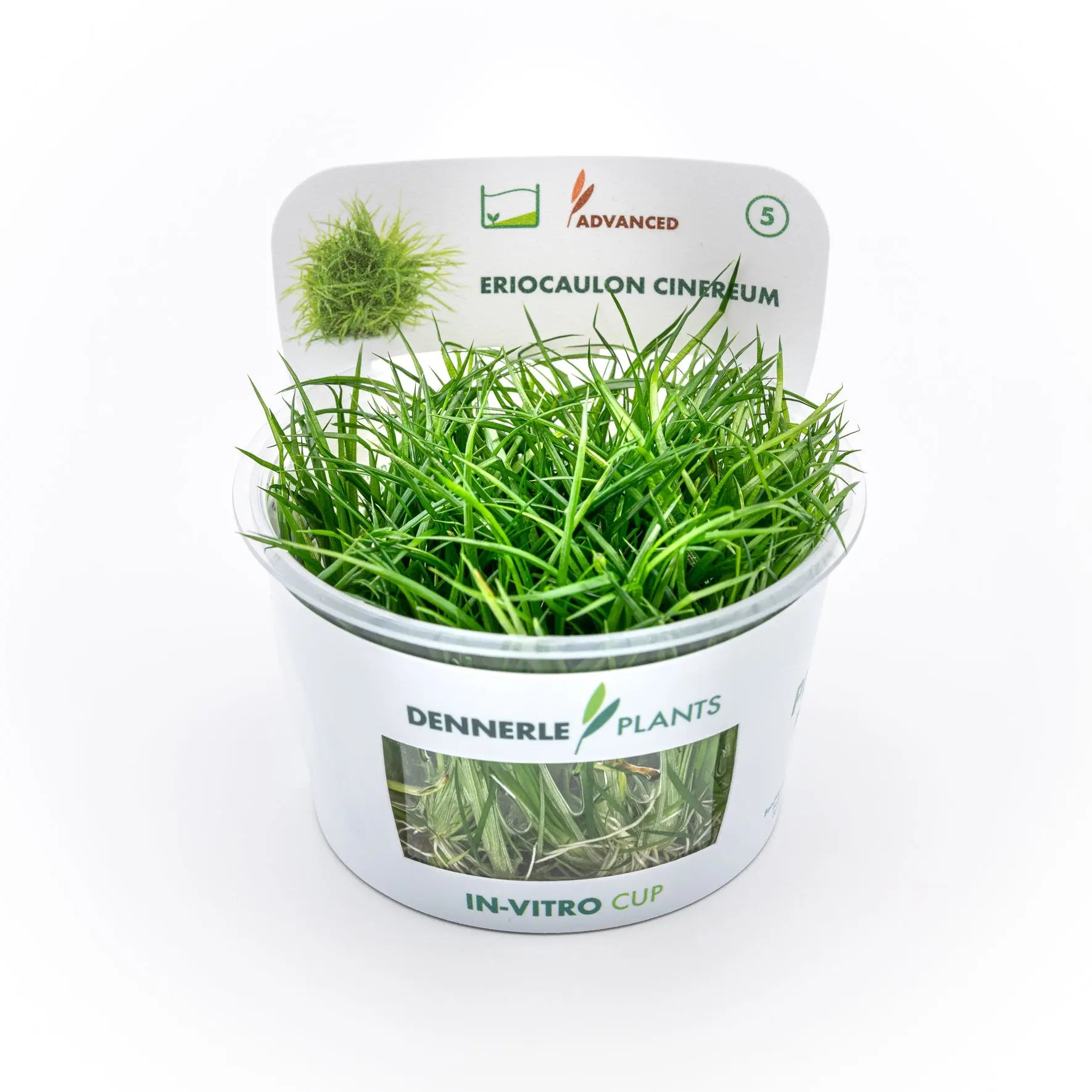 Eriocaulon cinereum CUP / Dennerle-Plants AquaTimo