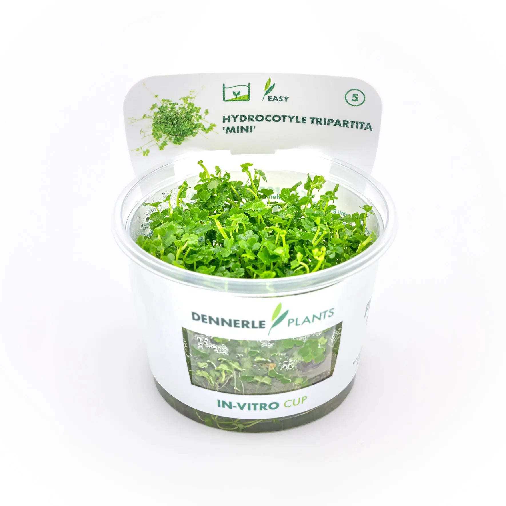 Hydrocotyle tripartita ´Mini´ CUP / Dennerle-Plants AquaTimo