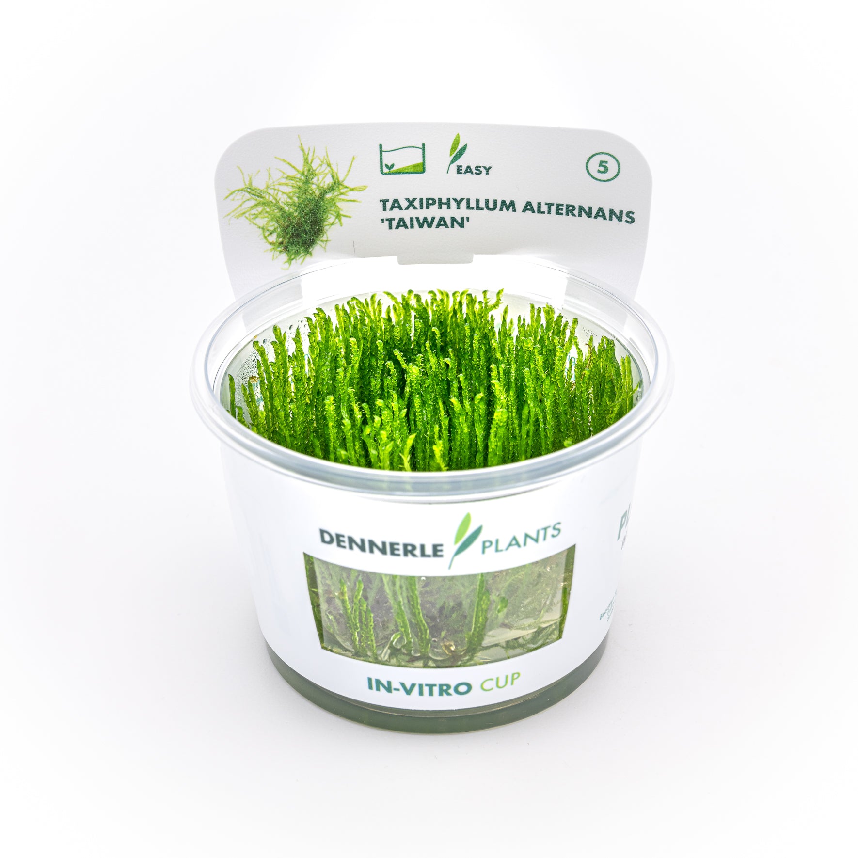 Taxiphyllum alternans ´Taiwan´ CUP / Dennerle-Plants
