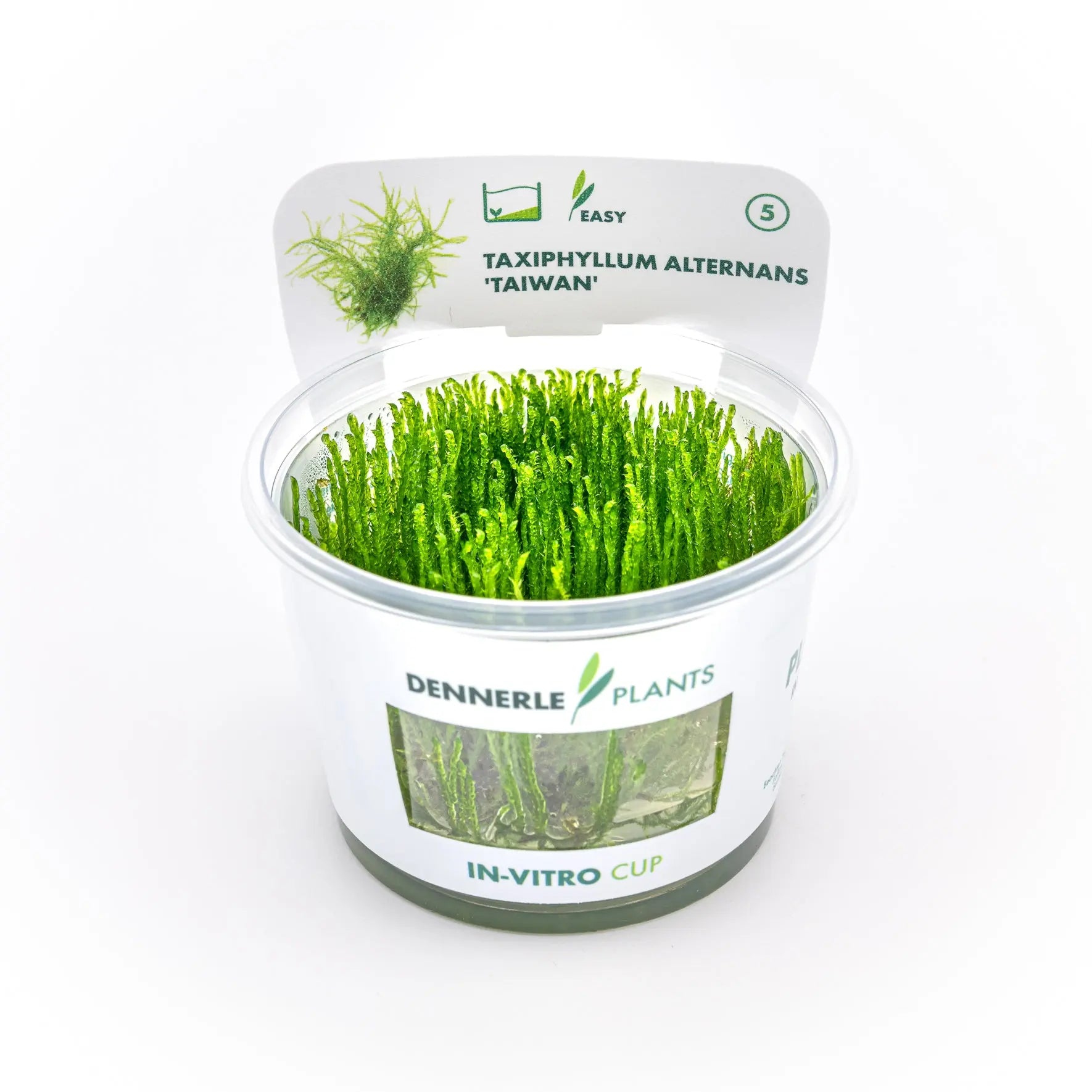 Taxiphyllum alternans ´Taiwan´ CUP / Dennerle-Plants AquaTimo