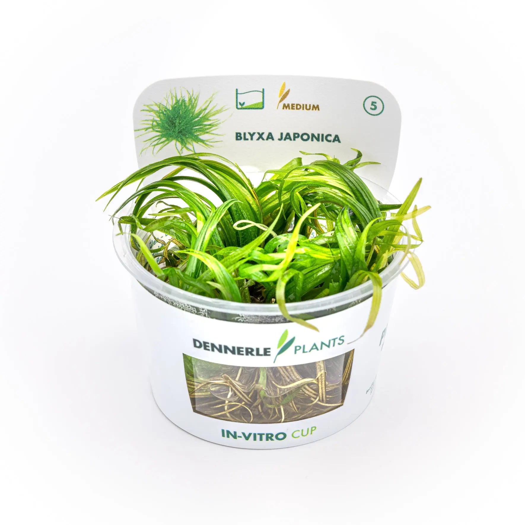Blyxa japonica CUP / Dennerle-Plants AquaTimo