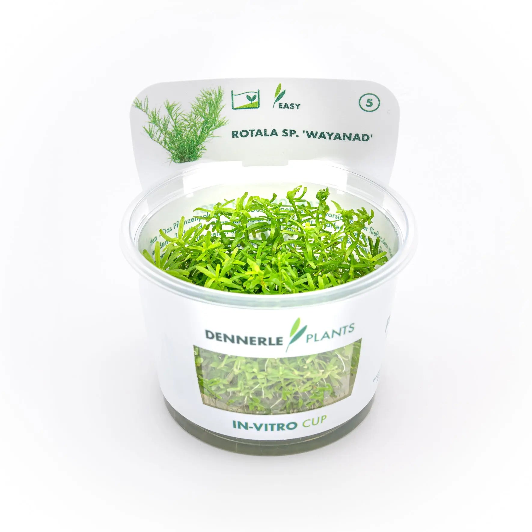 Rotala sp. ´Wayanad´ CUP / Dennerle-Plants AquaTimo