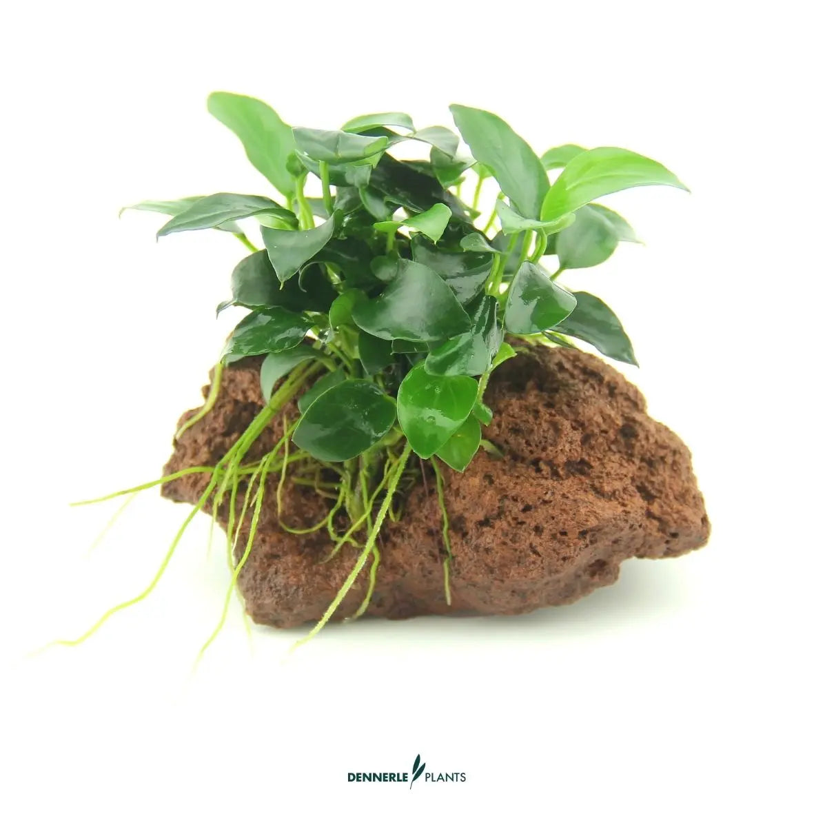 Anubias nana 'Bonsai' auf Naturstein / Dennerle-Plants AquaTimo