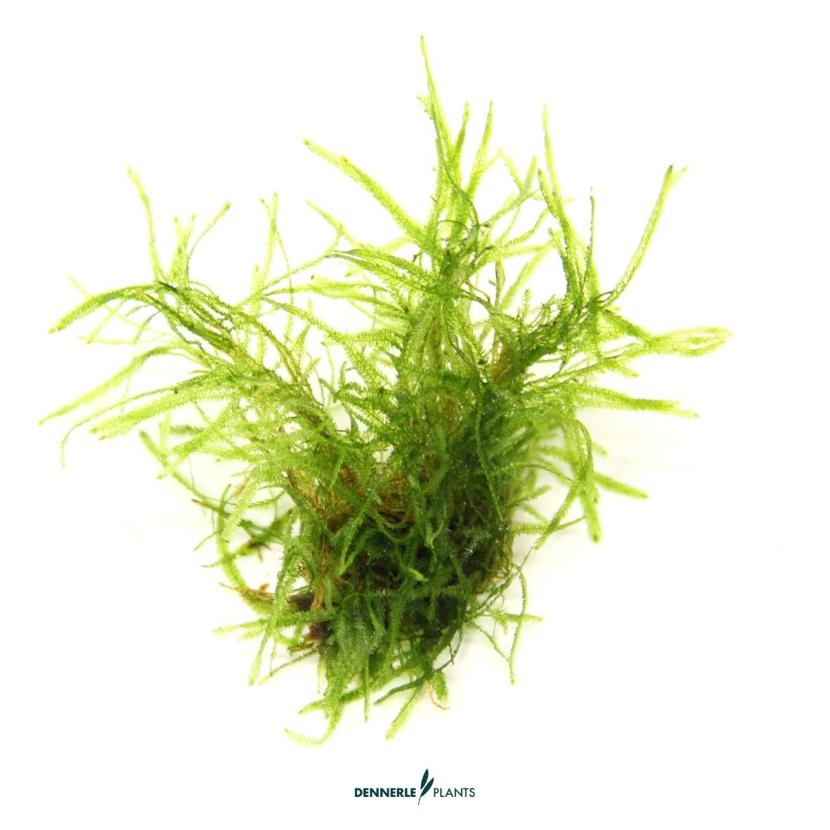 Taxiphyllum alternans ´Taiwan´ CUP / Dennerle-Plants