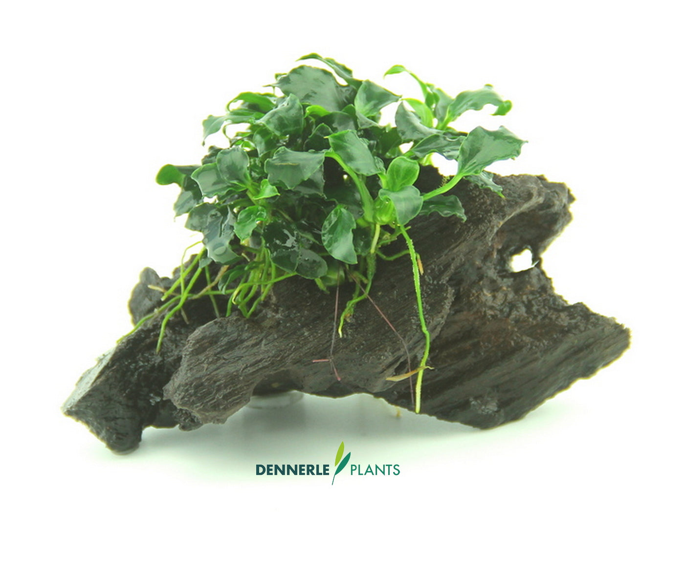 Anubias ´Kirin Mini´& auf Nanowood / Dennerle-Plants