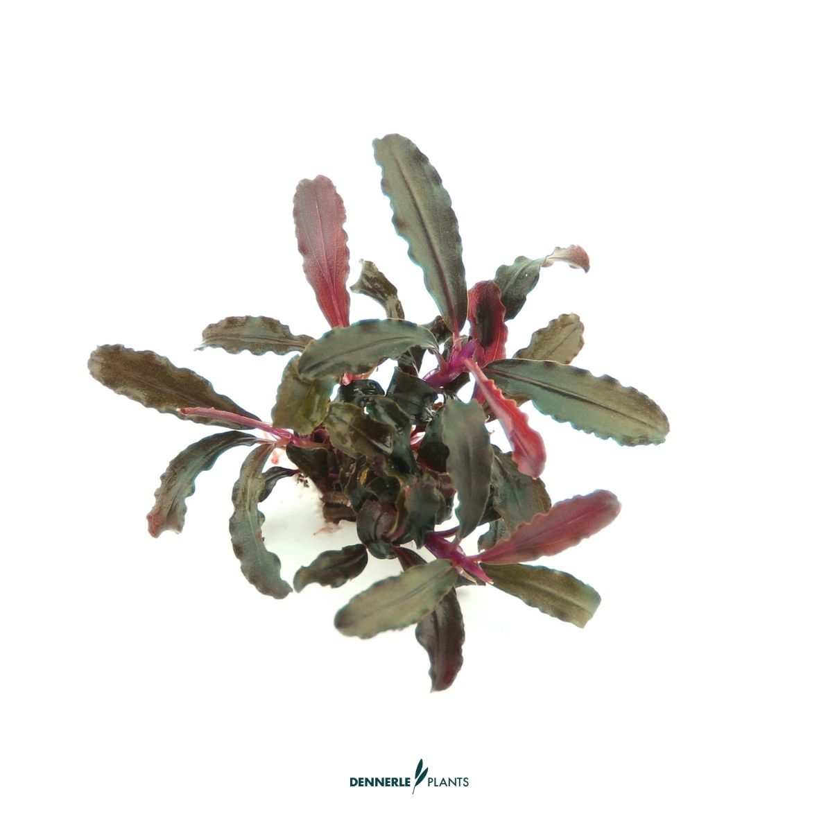 Bucephalandra sp. 'Red Scorpio' / Dennerle-Plants