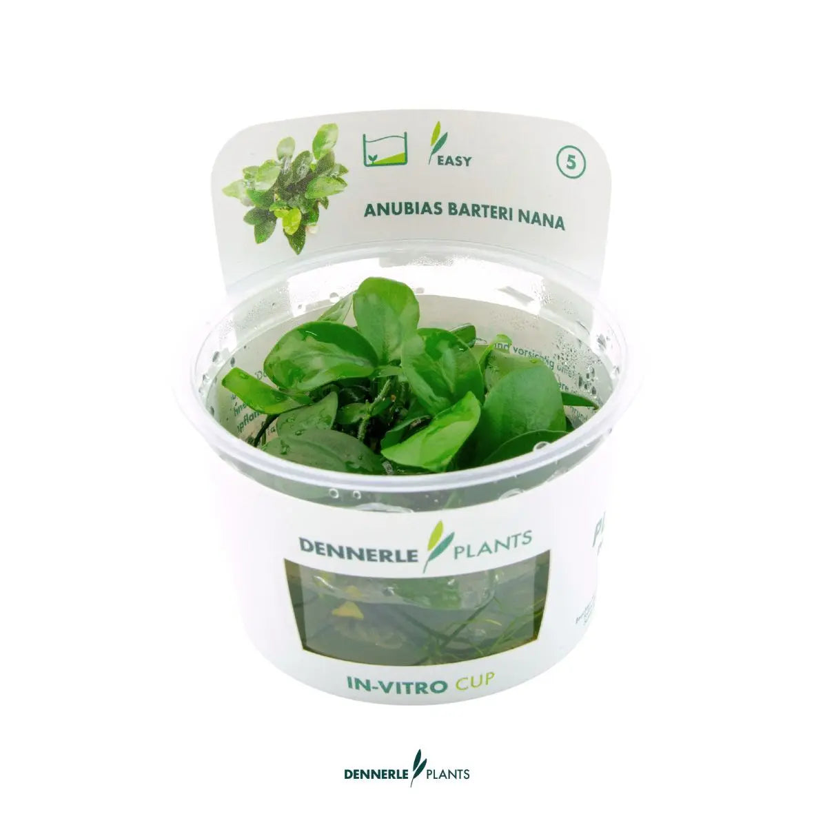 Anubias barteri nana CUP / Dennerle-Plants AquaTimo