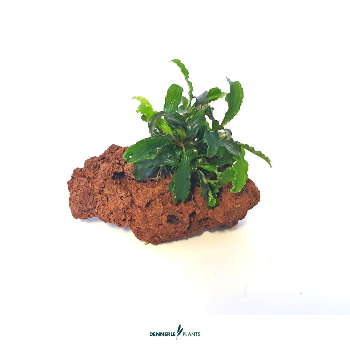 Bucephalandra spec. auf Naturstein / Dennerle-Plants