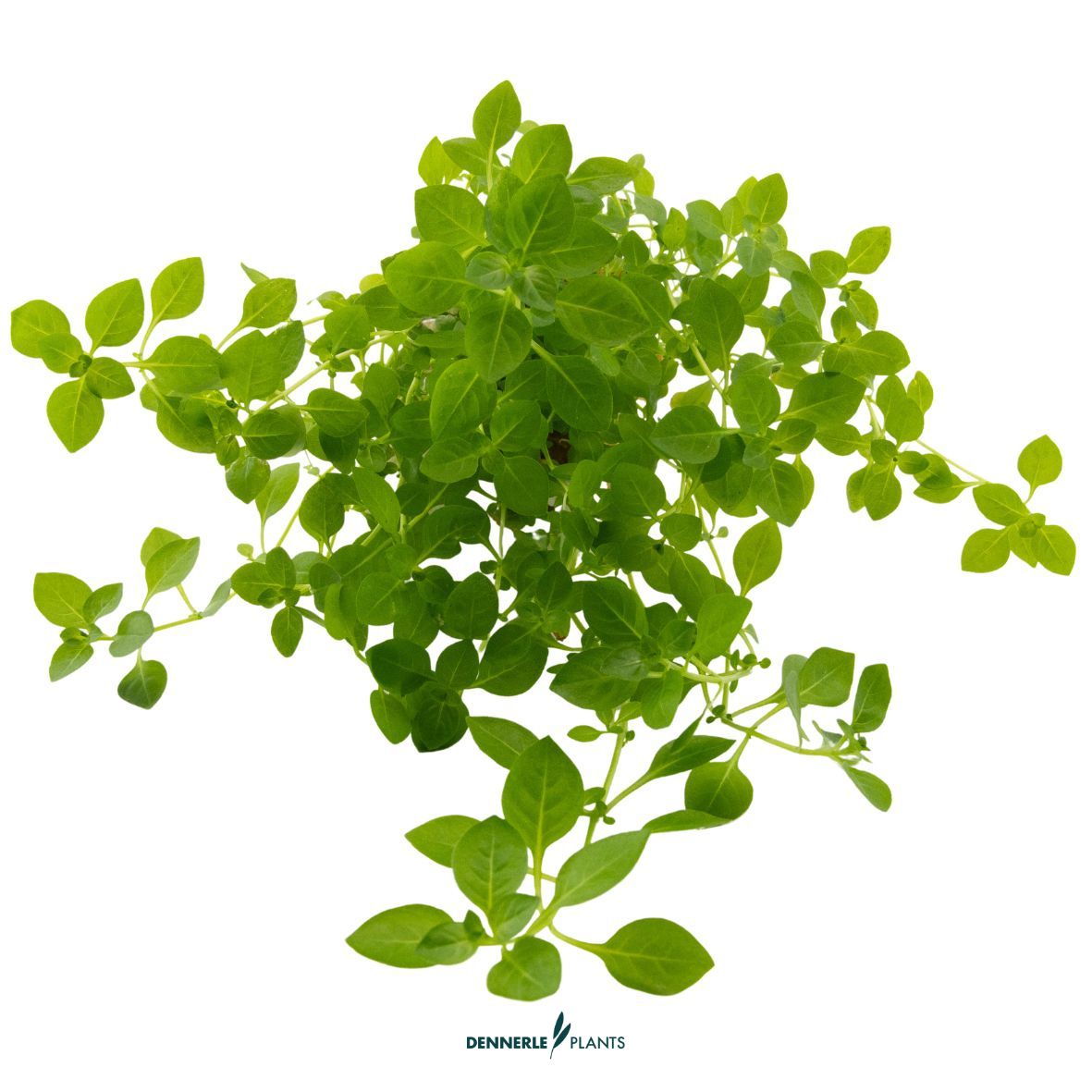 Ludwigia palustris Green NEU! / Dennerle-Plants