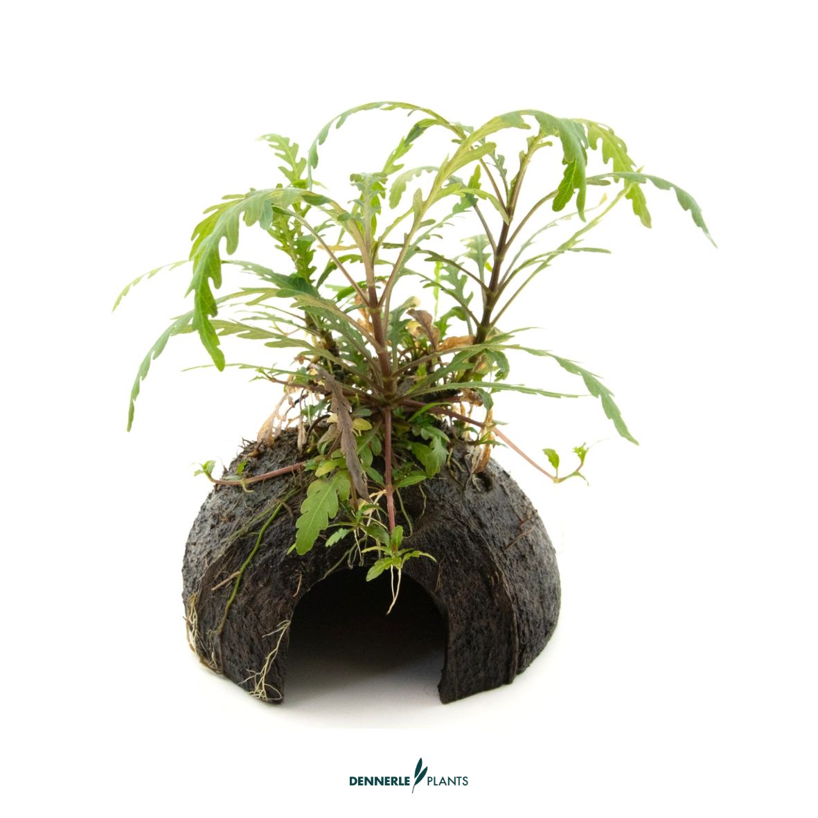 Hygrophila pinnatifida auf Mini Cave NEU! / Dennerle-Plants