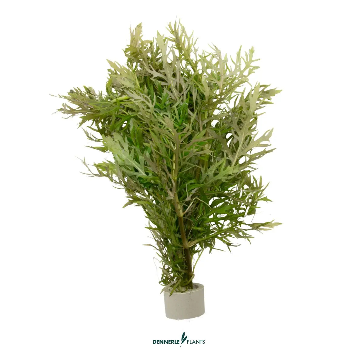 5 mal - Hygrophila difformis NEU! / Dennerle-Plants AquaTimo
