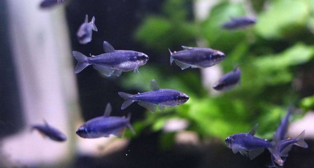 Inpaichthys kerri super blue - Königssalmler