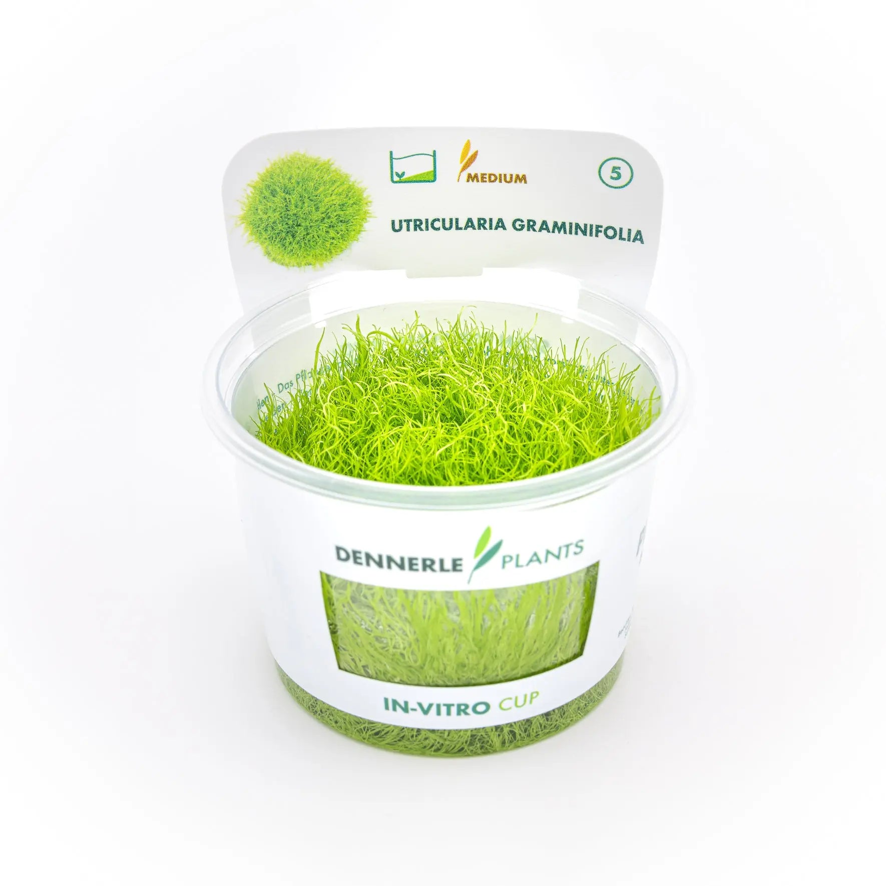 Utricularia graminifolia CUP / Dennerle-Plants AquaTimo