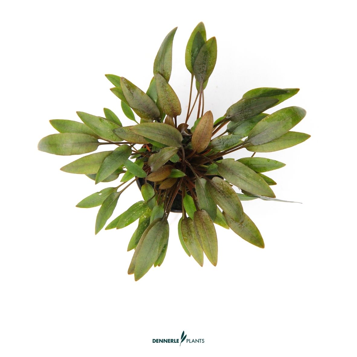 Cryptocoryne wendtii 'Kompakt' / Dennerle-Plants