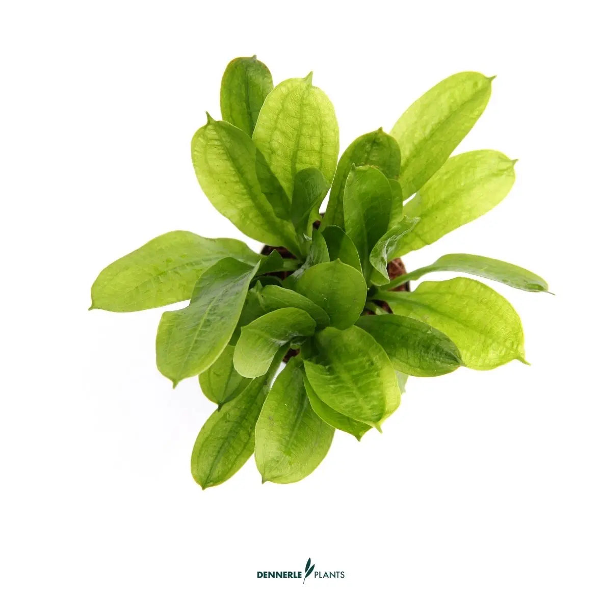 Echinodorus grisebachii 'Tropica' / Dennerle-Plants AquaTimo