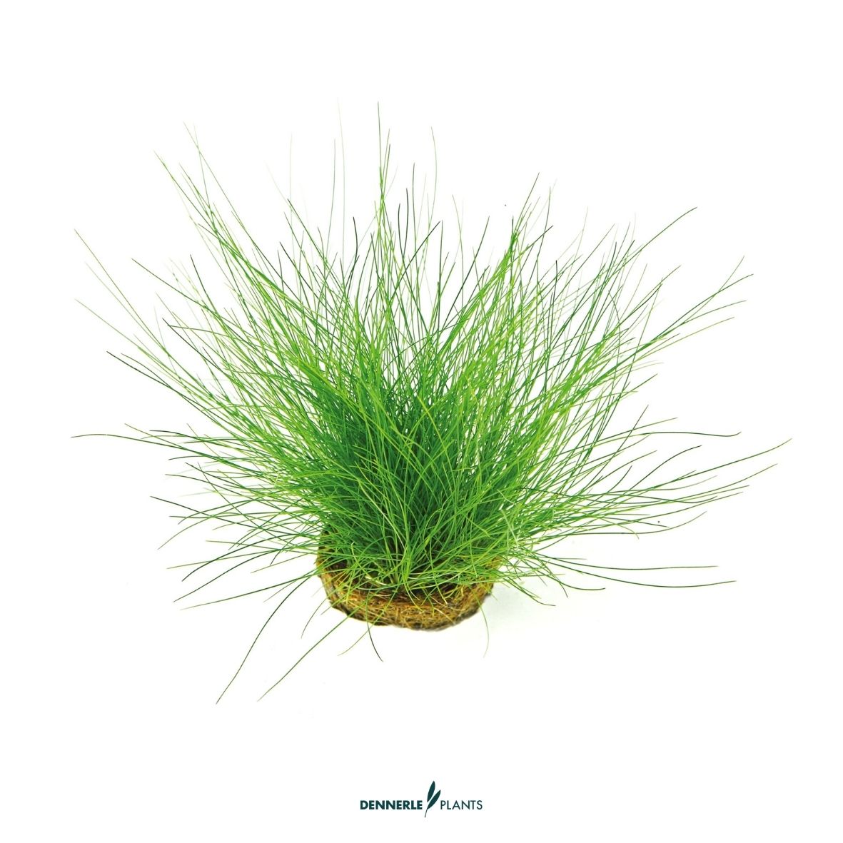 Eleocharis acicularis / Dennerle-Plants