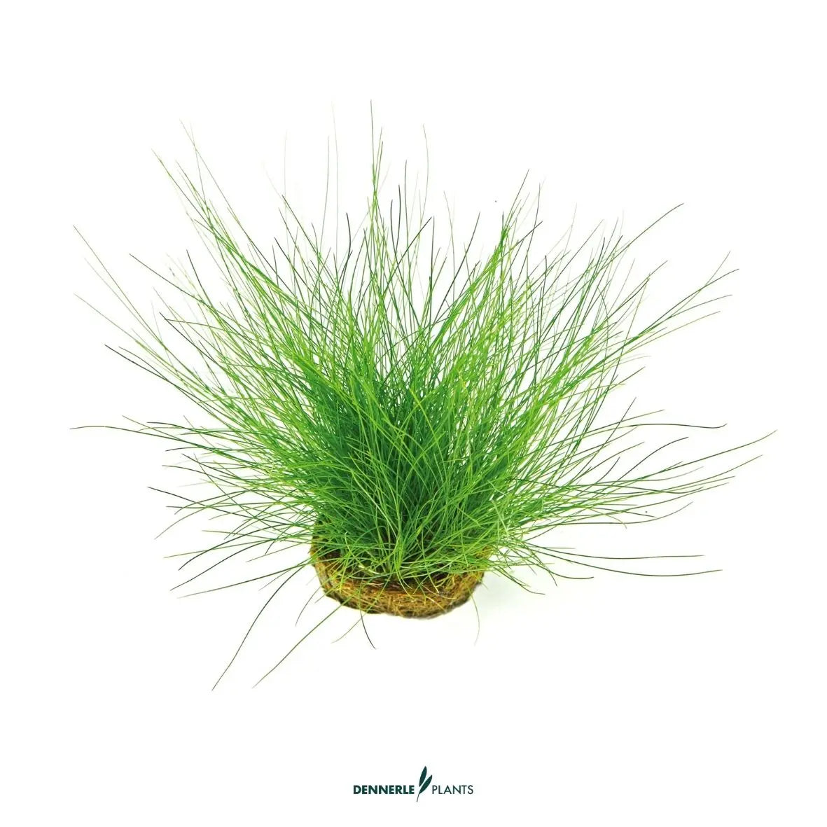 Eleocharis acicularis / Dennerle-Plants AquaTimo