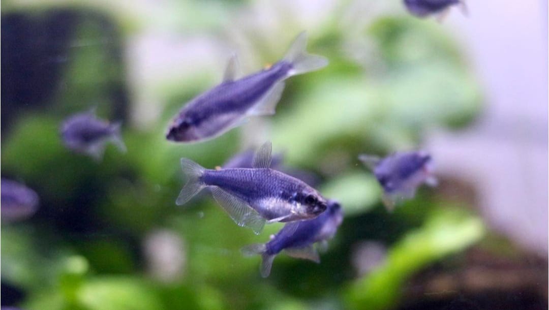 Inpaichthys kerri super blue - Königssalmler